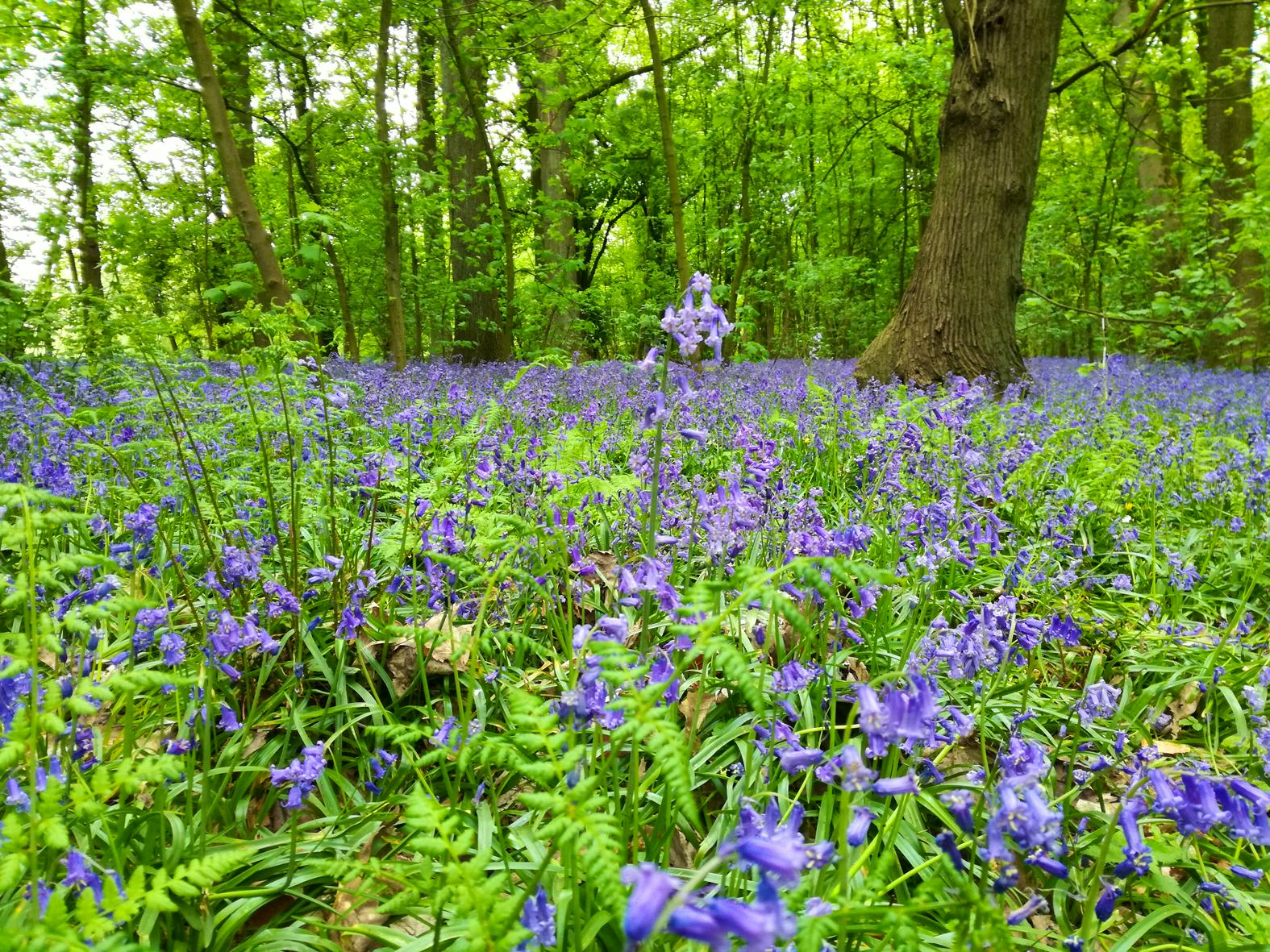 Parcs et jardins | Ville de Charleroi